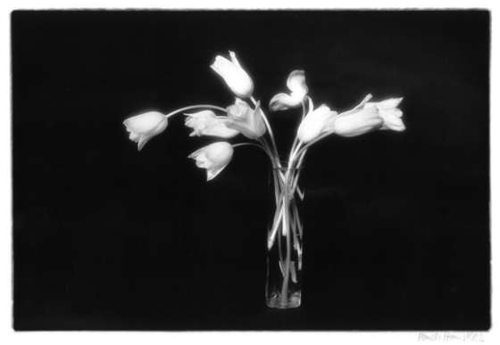 (E) White Tulips by Ponch Hawkes