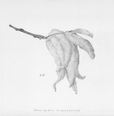 Citrus medica L. sarcodactyla by Julie Jame