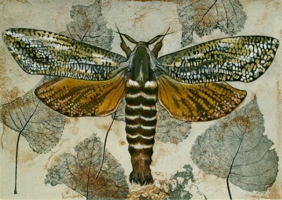 Acacia Carpenter Moth (Xyleutes eucalypti) by Tiffany McNab
