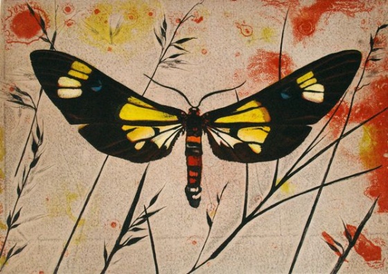 Basker Moth (Euchromia Lethe) by Tiffany McNab