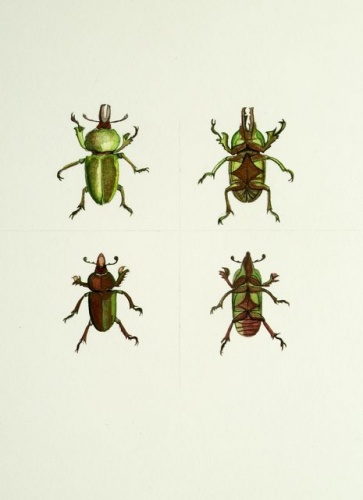 Beetle pair, gold & green by Tiffany McNab