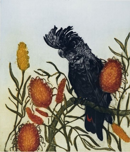  Black Cockatoo with Banksia by Tiffany McNab