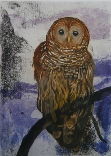 Brazilian Owl by Tiffany McNab
