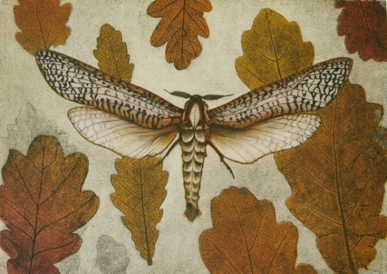 Carpenter Moth (Endoxyla vittata) by Tiffany McNab