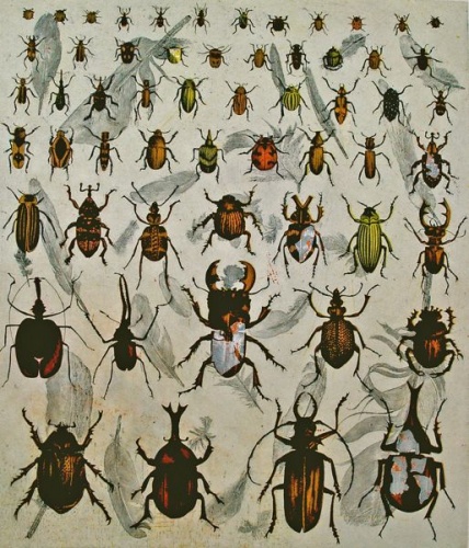 Darwins Beetle by Tiffany McNab