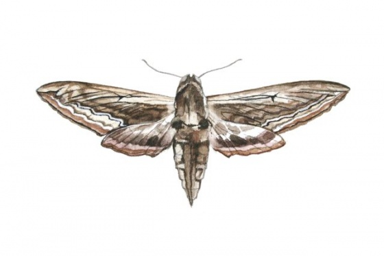 Hawk Moth by Tiffany McNab