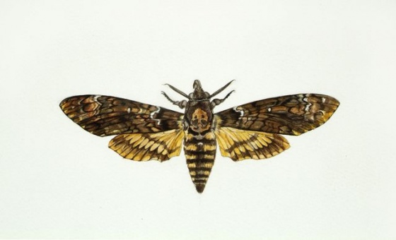 Hawk Moth (Acherontia atropos) by Tiffany McNab