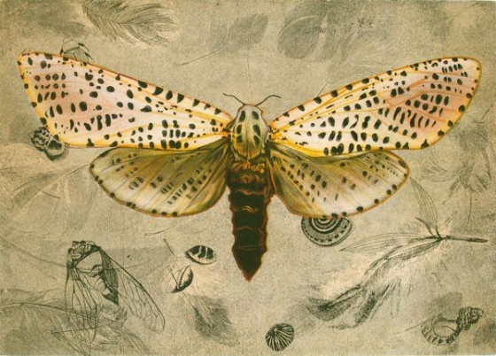 Leopard Moth (Zeuzera Pyrina) by Tiffany McNab