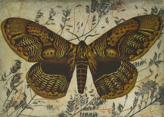 Owl Moth (Brahmaea Wallichii) by Tiffany McNab