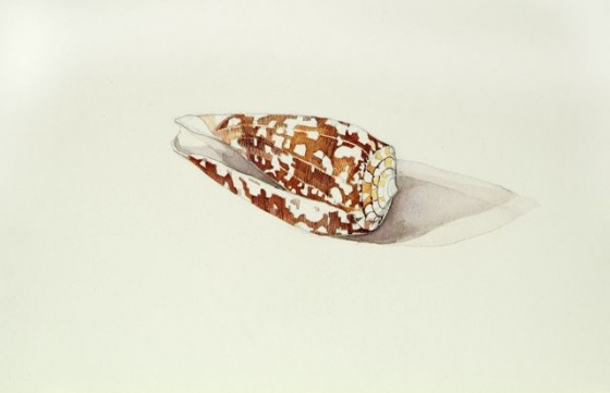 Striate cone shell by Tiffany McNab