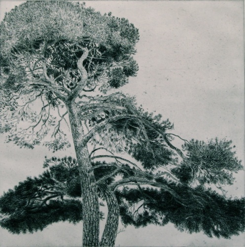 Williamstown Tree #3 by John Spooner